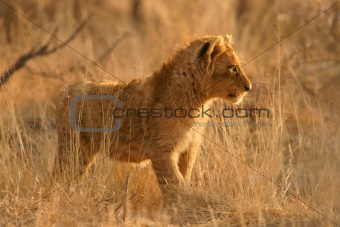 Lion cub 