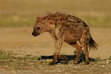 Spotted Hyena 