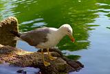 seagull standing near a lake
