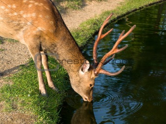 Nara deer drinking