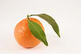 Small orange on a clear background