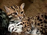 Civet Cat