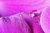water drops on orchid