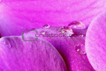 water drops on orchid