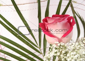One beautiful pink rose and leaves