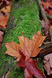 Leaf on a log