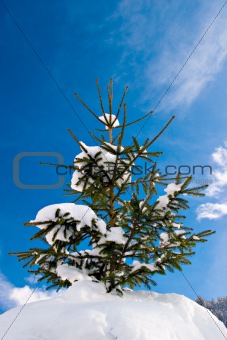 Pinetree with snow