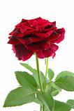 Close up of mini red rose