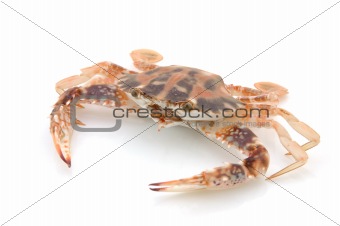 Live crab
