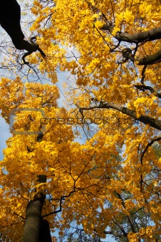 Autumn gold