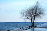Tree Near The Lakeshore