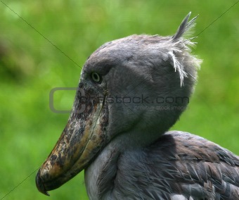 bog bird, shoebill