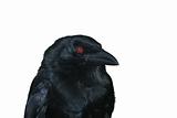 Black raven portrait