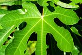 Fig leaf close up