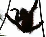 orangutan's baby dancing