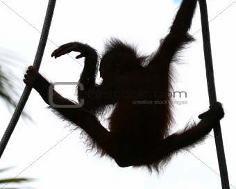 orangutan's baby dancing