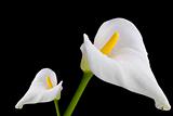 Two White Callas