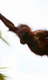orangutan's baby jumping