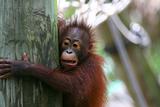 orangutan's offsprig