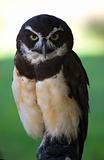 Spectacled Owl Close Up