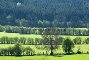 woodland landscape