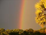 Rainbow and palm