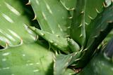 Aloe Closeup Horizontal