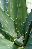 Aloe Closeup Vertical