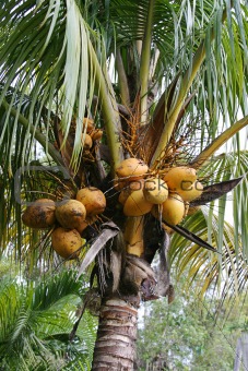 Coconuts Growing 