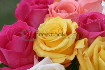 Colorful Rose Background