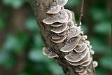 Lacy Tree Fungus Horizontal