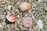 Shells at the Shore