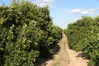 Path Through Orange Grove