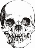 Vampire skull vector illustration