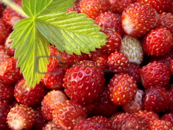 wild strawberry 1