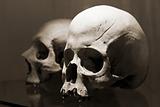 Two skulls