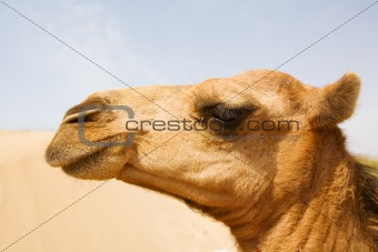 head of camel 