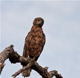 Brown snake eagle sitting on a perch