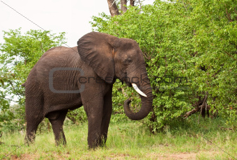 Elephant bull eating green leaves