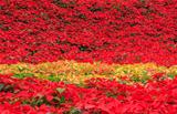 red poinsettia garden