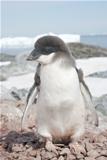 Moulting Adelie penguin chick.