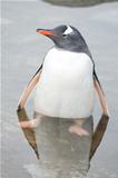 Penguin in the water