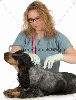 veterinary care