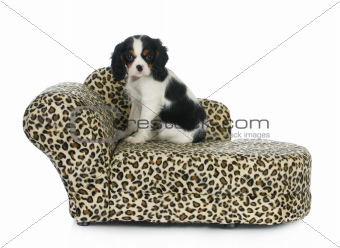 dog sitting on couch