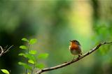 Robin bird on branch dry