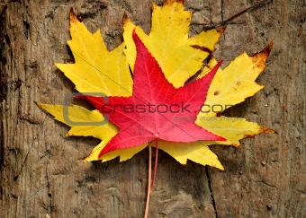 autumn leaves on the wooden background