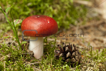 Russula mushroom