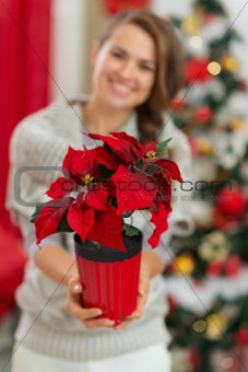 Closeup on Christmas rose in hand of happy woman