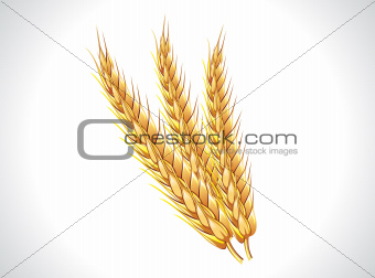 abstract wheat ears