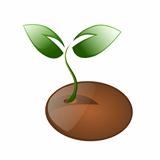 Little plant and seed isolated